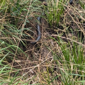 Pseudechis porphyriacus (Red-bellied Black Snake) at Coombs, ACT - 30 Jan 2025 by Miranda