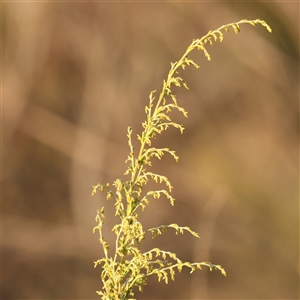 Cassinia sifton (Sifton Bush, Chinese Shrub) at Yass River, NSW - 7 Feb 2025 by ConBoekel