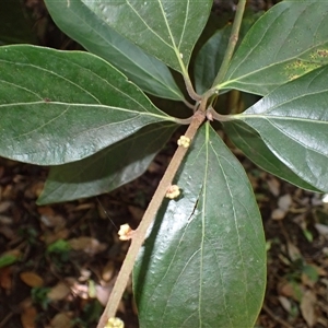 Neolitsea dealbata at Mount Pleasant, NSW - 11 Feb 2025 09:07 AM