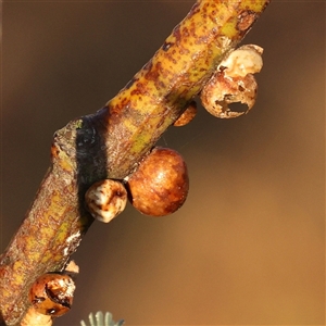 Unidentified Unidentified Insect Gall at Yass River, NSW - 7 Feb 2025 by ConBoekel