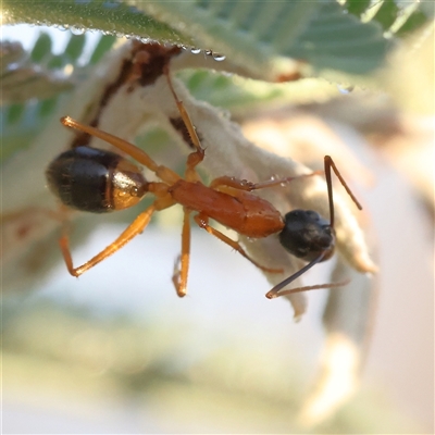 Camponotus consobrinus (Banded sugar ant) at Yass River, NSW - 7 Feb 2025 by ConBoekel