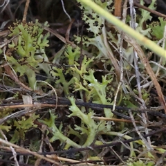 Cladia sp. (genus) at Yass River, NSW - 7 Feb 2025 by ConBoekel