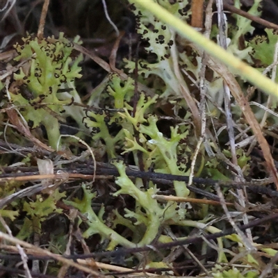 Cladia sp. (genus) at Yass River, NSW - 7 Feb 2025 by ConBoekel