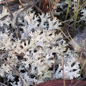 Cladia corallaizon at Yass River, NSW - 7 Feb 2025 by ConBoekel