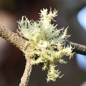 Usnea sp. (genus) at Yass River, NSW - 7 Feb 2025 07:22 AM