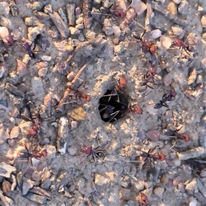 Iridomyrmex purpureus (Meat Ant) at Yass River, NSW - 7 Feb 2025 by ConBoekel