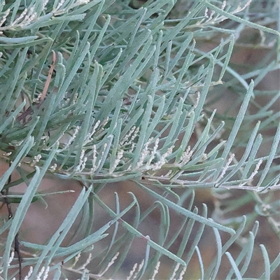 Acacia boormanii (Snowy River Wattle) at Yass River, NSW - 7 Feb 2025 by ConBoekel