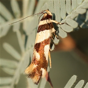 Macrobathra desmotoma ( A Cosmet moth) at Yass River, NSW - 7 Feb 2025 by ConBoekel