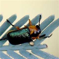 Unidentified Leaf beetle (Chrysomelidae) at Yass River, NSW - 7 Feb 2025 by ConBoekel