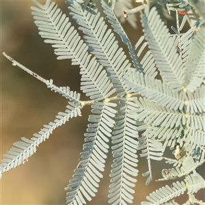 Acacia sp. (A Wattle) at Yass River, NSW - 7 Feb 2025 by ConBoekel