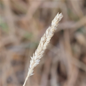 Holcus lanatus at Yass River, NSW - 7 Feb 2025 07:32 AM