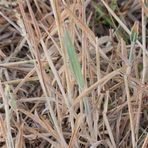 Holcus lanatus at Yass River, NSW - 7 Feb 2025 07:32 AM