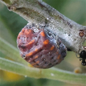 Icerya acaciae (Acacia mealy bug) at Yass River, NSW - 7 Feb 2025 by ConBoekel