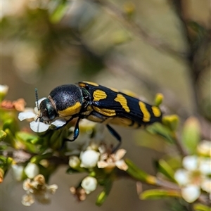 Castiarina octospilota (A Jewel Beetle) at Tharwa, ACT - 5 Feb 2025 by Miranda