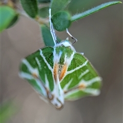 Chlorodes boisduvalaria (Boisduval's Emerald) at Tharwa, ACT - 5 Feb 2025 by Miranda