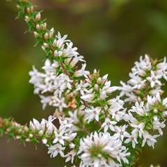 Epacris purpurascens var. purpurascens at Bargo, NSW - 26 Jan 2025 by Snows