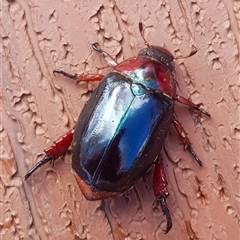 Repsimus manicatus manicatus (Black nail beetle) at Bargo, NSW - 13 Jan 2025 by Snows