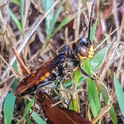 Thynninae (subfamily) at Bargo, NSW - 13 Jan 2025 by Snows