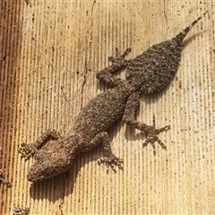 Phyllurus platurus (Broad-tailed Gecko) at Bargo, NSW - 12 Jan 2025 by Snows