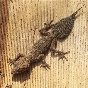 Phyllurus platurus at Bargo, NSW - 12 Jan 2025 09:56 AM