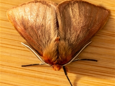 Anthela adriana (An Anthelid moth (Anthelidae)) at Bargo, NSW - 6 Jan 2025 by Snows