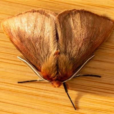 Anthela adriana (An Anthelid moth (Anthelidae)) at Bargo, NSW - 6 Jan 2025 by Snows