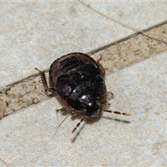 Cydnidae (family) at Bargo, NSW - 5 Jan 2025 by Snows