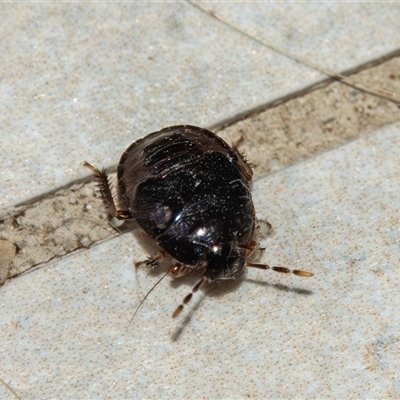 Cydnidae (family) (Burrower bug) at Bargo, NSW - 5 Jan 2025 by Snows