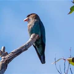 Eurystomus orientalis (Dollarbird) at Bargo, NSW - 4 Jan 2025 by Snows