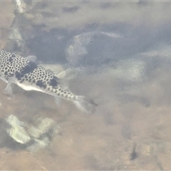Tetractenos glaber at Broulee, NSW - 10 Feb 2025 09:27 AM