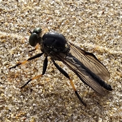 Unidentified True fly (Diptera) at Moruya, NSW - 10 Feb 2025 by kasiaaus