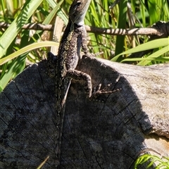 Amphibolurus muricatus at Guerilla Bay, NSW - 11 Feb 2025 by kasiaaus