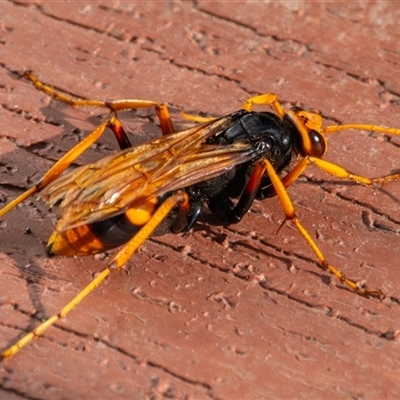 Cryptocheilus bicolor (Orange Spider Wasp) at Bargo, NSW - 4 Jan 2025 by Snows