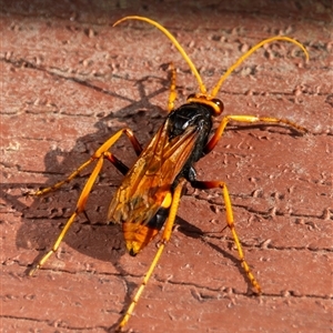 Cryptocheilus bicolor at Bargo, NSW - 4 Jan 2025 07:17 AM