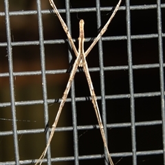 Asianopis sp. (genus) (Net-casting spider) at Bargo, NSW - 2 Jan 2025 by Snows