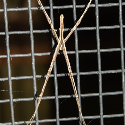 Asianopis sp. (genus) (Net-casting spider) at Bargo, NSW - 2 Jan 2025 by Snows