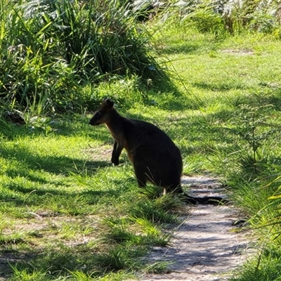 Wallabia bicolor (Swamp Wallaby) at Guerilla Bay, NSW - 11 Feb 2025 by kasiaaus