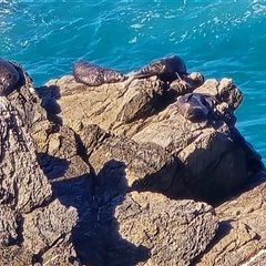 Seal-unknown species (Unidentified Seal) at Guerilla Bay, NSW - 11 Feb 2025 by kasiaaus