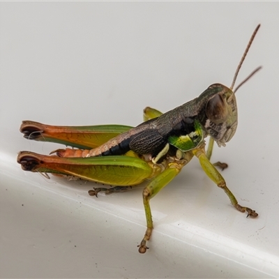 Praxibulus sp. (genus) at Bargo, NSW - 30 Dec 2024 by Snows