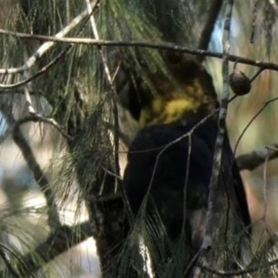 Calyptorhynchus lathami lathami (Glossy Black-Cockatoo) at Nattai, NSW - 6 Aug 2021 by GITM3