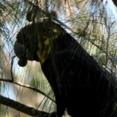 Calyptorhynchus lathami lathami at Nattai, NSW - suppressed