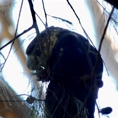 Calyptorhynchus lathami lathami at Nattai, NSW - suppressed