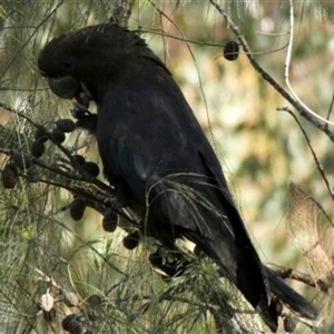 Calyptorhynchus lathami lathami at Nattai, NSW - suppressed