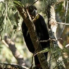 Calyptorhynchus lathami lathami at Nattai, NSW - suppressed