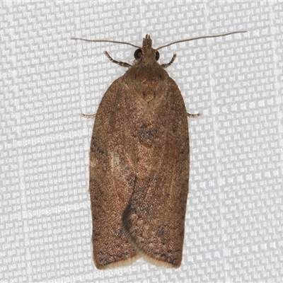 Meritastis laganodes (A Tortrix moth) at Melba, ACT - 3 Feb 2025 by kasiaaus