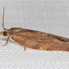 Meritastis laganodes at Melba, ACT - 3 Feb 2025 11:32 PM