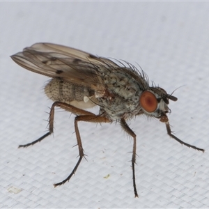 Anthomyia punctipennis at Melba, ACT - 3 Feb 2025 11:33 PM