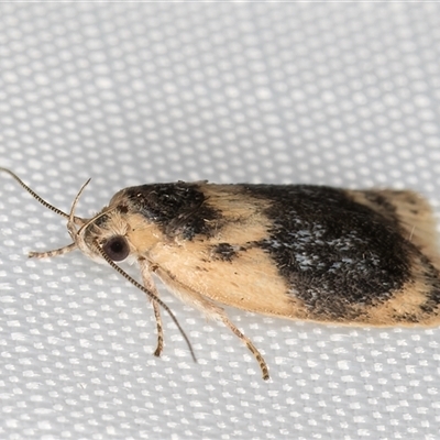 Garrha ocellifera (A concealer moth) at Melba, ACT - 3 Feb 2025 by kasiaaus