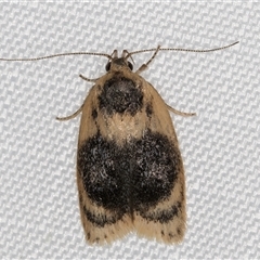 Garrha ocellifera at Melba, ACT - 3 Feb 2025 11:39 PM