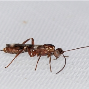 Unidentified Parasitic wasp (numerous families) at Melba, ACT - 3 Feb 2025 by kasiaaus